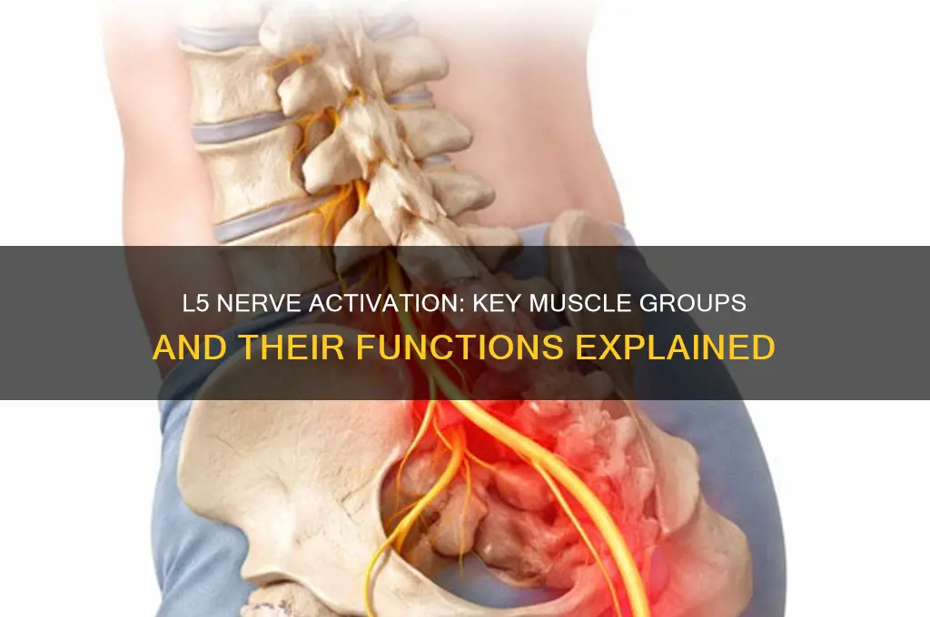 what muscle group does l 5 nerve activate