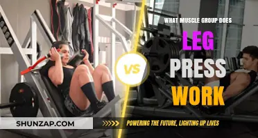 Leg Press Muscles: Targeted Groups and Benefits Explained