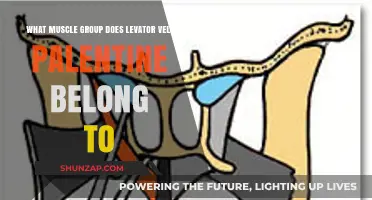 Understanding the Levator Veli Palatini: Its Muscle Group and Function
