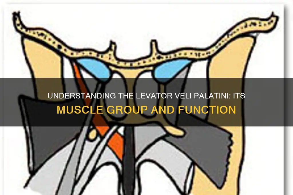 what muscle group does levator veli palentine belong to