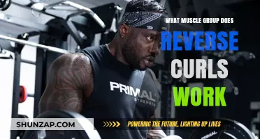 Reverse Curls: Targeting Forearms, Brachialis, and Upper Arm Muscles