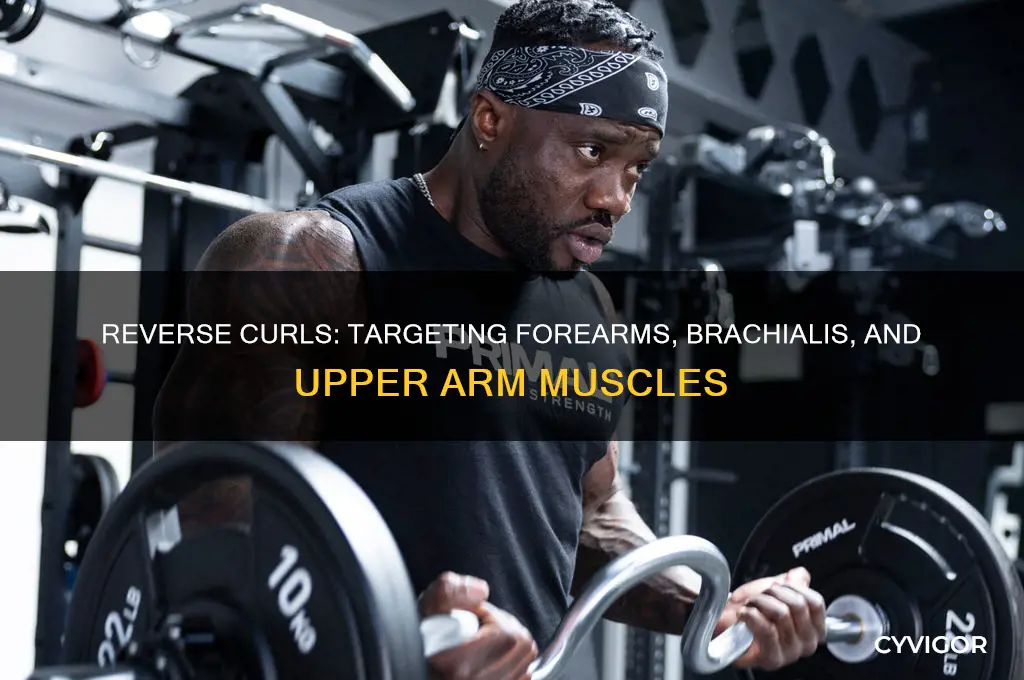 what muscle group does reverse curls work