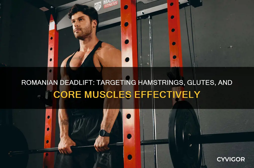 what muscle group does romanian deadlift work