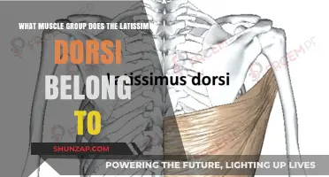 Understanding the Latissimus Dorsi: Which Muscle Group Does It Belong To?
