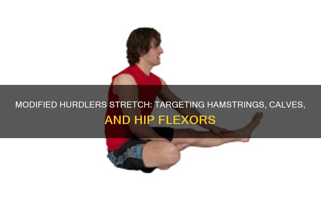 what muscle group does the modified hurdlers stretch