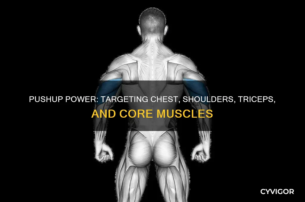 what muscle group does the pushup focus on