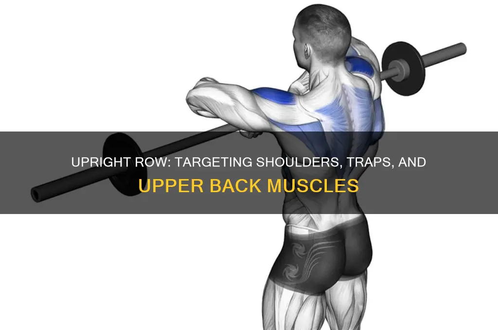 what muscle group does the upright row