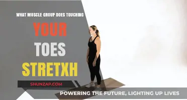 Touching Your Toes: Which Muscle Groups Does This Stretch Target?