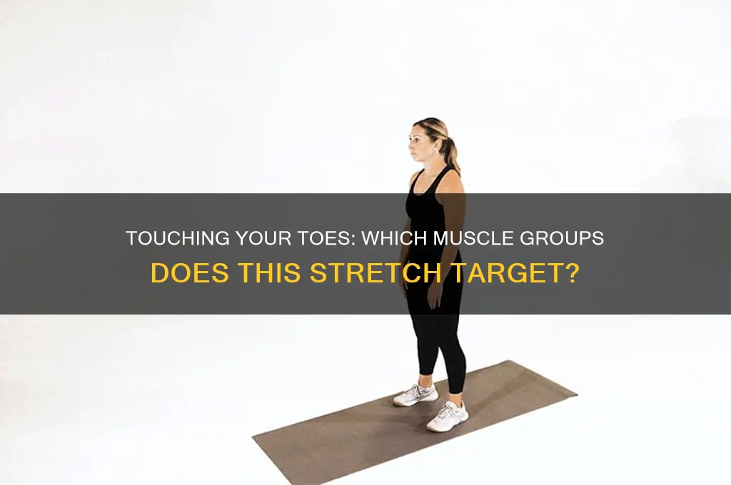 what muscle group does touching your toes stretxh
