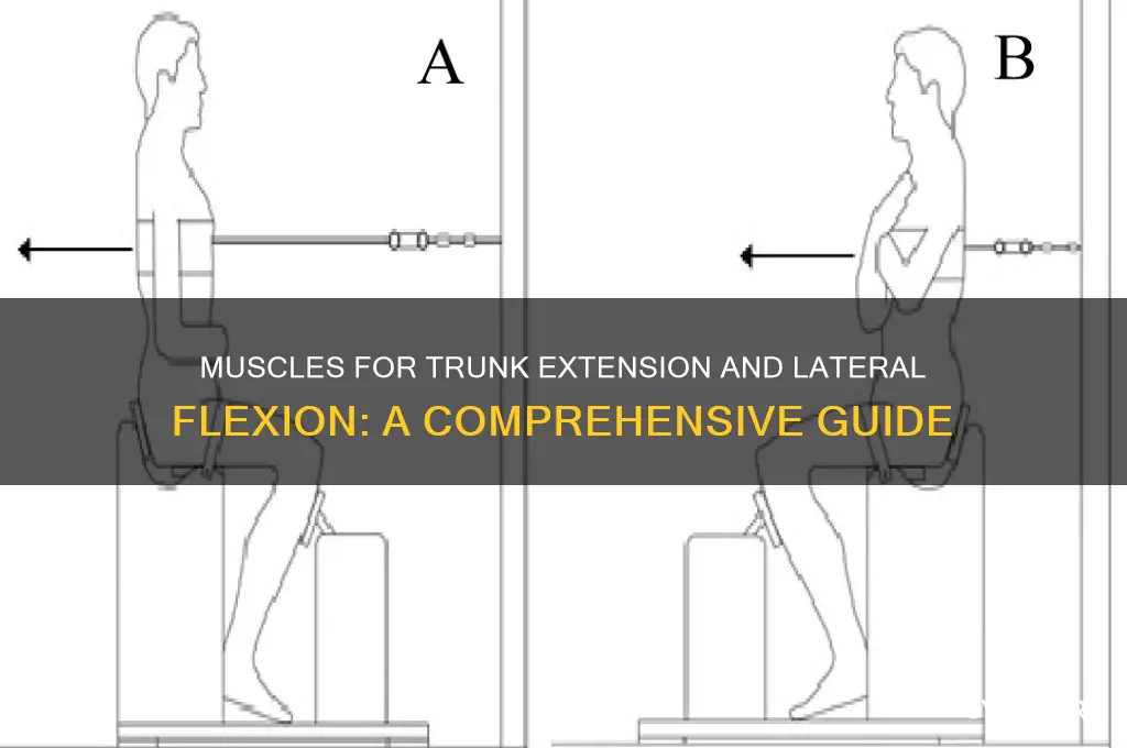 what muscle group extends and laterally flexes the trunk