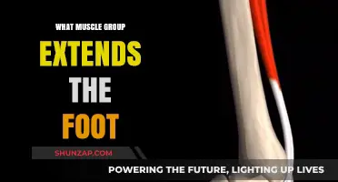 Foot Extension Muscles: Understanding the Key Groups for Movement