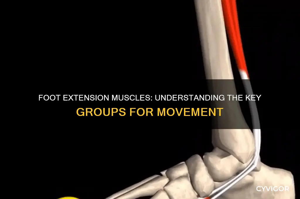 what muscle group extends the foot