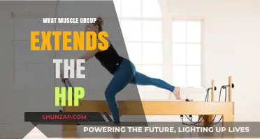 Hip Extension Muscles: Key Groups for Strength and Mobility