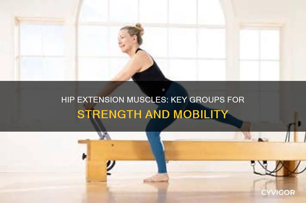 what muscle group extends the hip