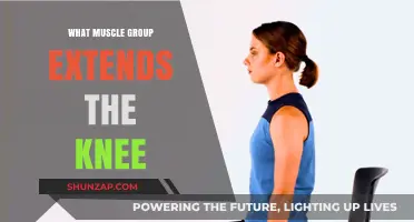 Knee Extension Muscles: Understanding the Key Players in Leg Movement