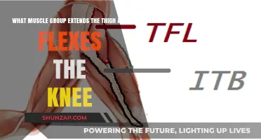 Thigh Extension and Knee Flexion: Unlocking the Key Muscle Groups