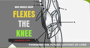 Knee Flexion: Understanding the Key Muscles Behind the Movement