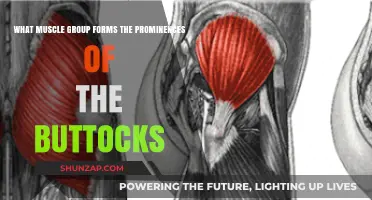 Gluteal Muscles: The Key to Understanding Buttock Prominences