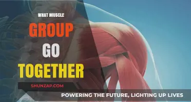Effective Muscle Pairing: Maximizing Workouts with Complementary Muscle Groups