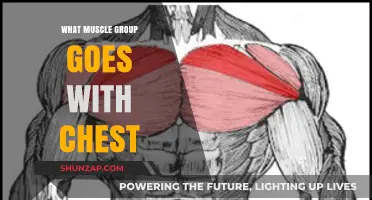 Pairing Chest Workouts: Best Muscle Groups for Balanced Strength Training
