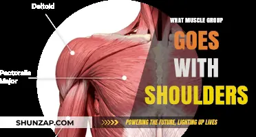 Shoulder Workouts: Pairing Muscle Groups for Optimal Strength and Balance