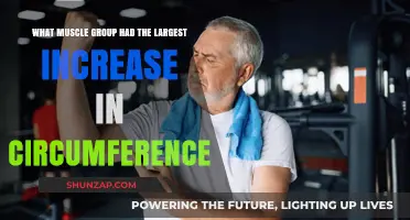 Largest Muscle Growth: Which Group Increased Most in Circumference?