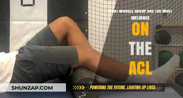 Hamstrings and Quadriceps: Key Muscle Groups Impacting ACL Stability