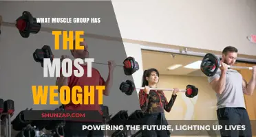 Which Muscle Group Carries the Most Body Weight?
