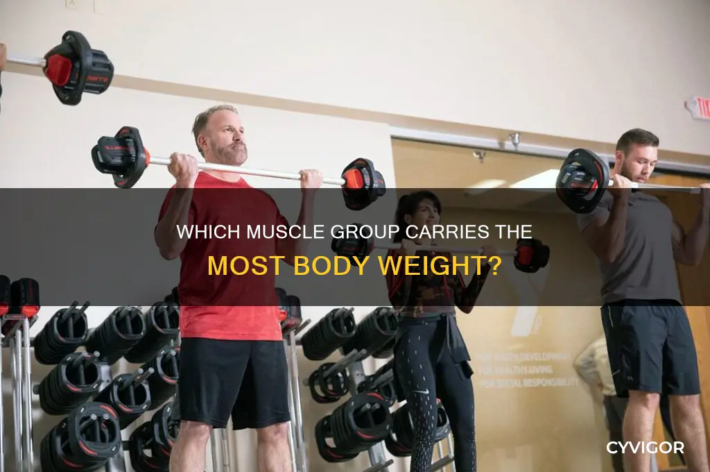 what muscle group has the most weoght