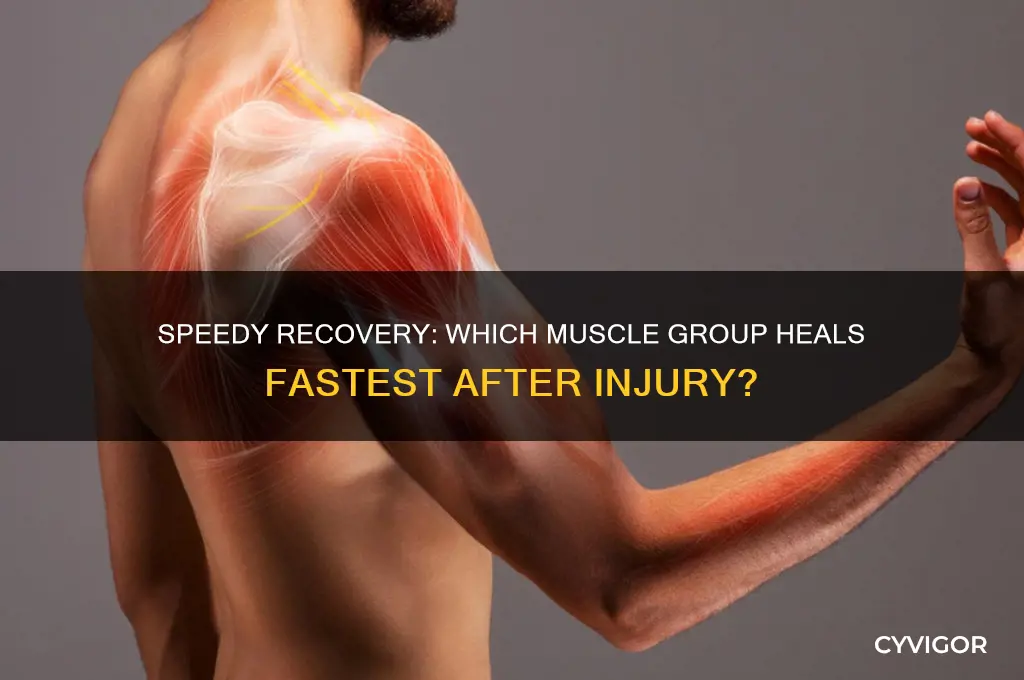 what muscle group heals the fastest