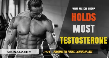 Muscle Groups with Highest Testosterone Levels: Unlocking Strength and Growth