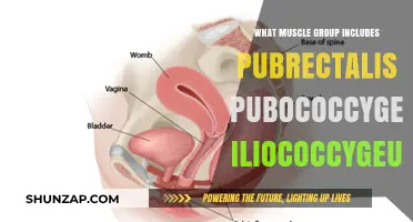 Pelvic Floor Muscles: Understanding Puborectalis, Pubococcygeus, and Iliococcygeus