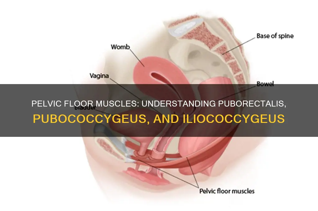 what muscle group includes pubrectalis pubococcygeus iliococcygeus