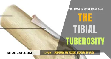 Muscles Inserting at Tibial Tuberosity: Anatomy and Function Explained