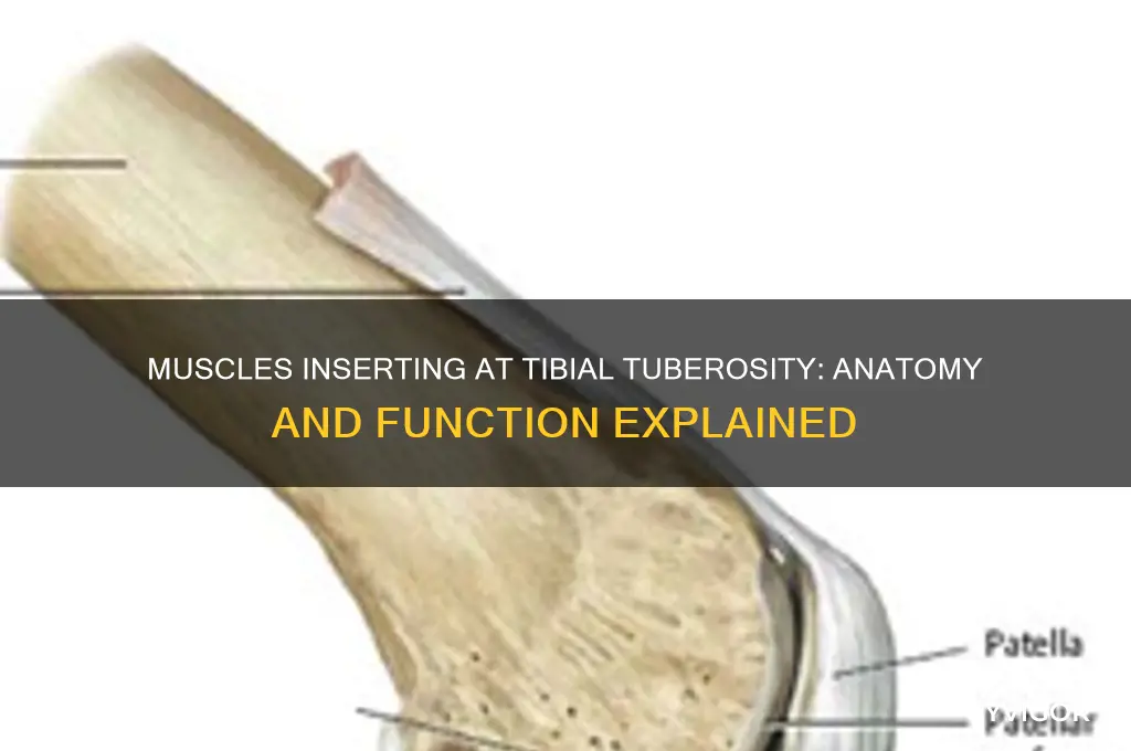 what muscle group inserts at the tibial tuberosity