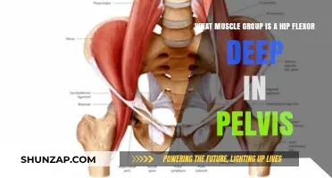 Deep Hip Flexor Muscles: Unveiling the Pelvic Core Connection