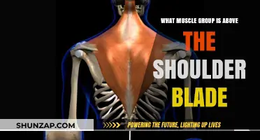 Muscles Above the Shoulder Blade: Anatomy and Function Explained