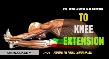 Hamstrings: The Antagonist Muscle Group to Knee Extension Explained