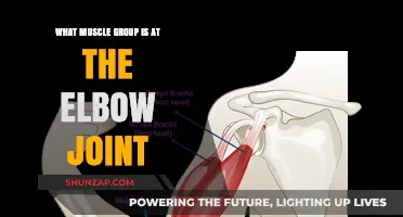 Understanding the Muscle Groups Surrounding and Acting on the Elbow Joint
