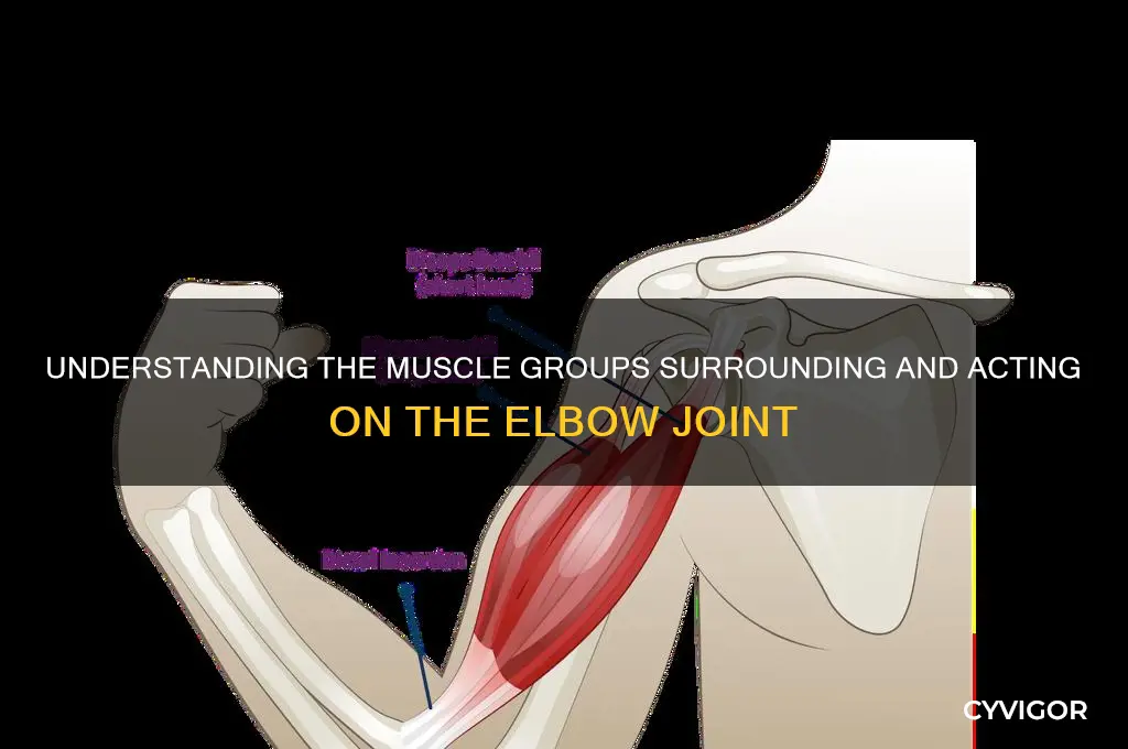 what muscle group is at the elbow joint