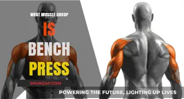 Bench Press Breakdown: Targeting Chest, Shoulders, and Triceps Effectively