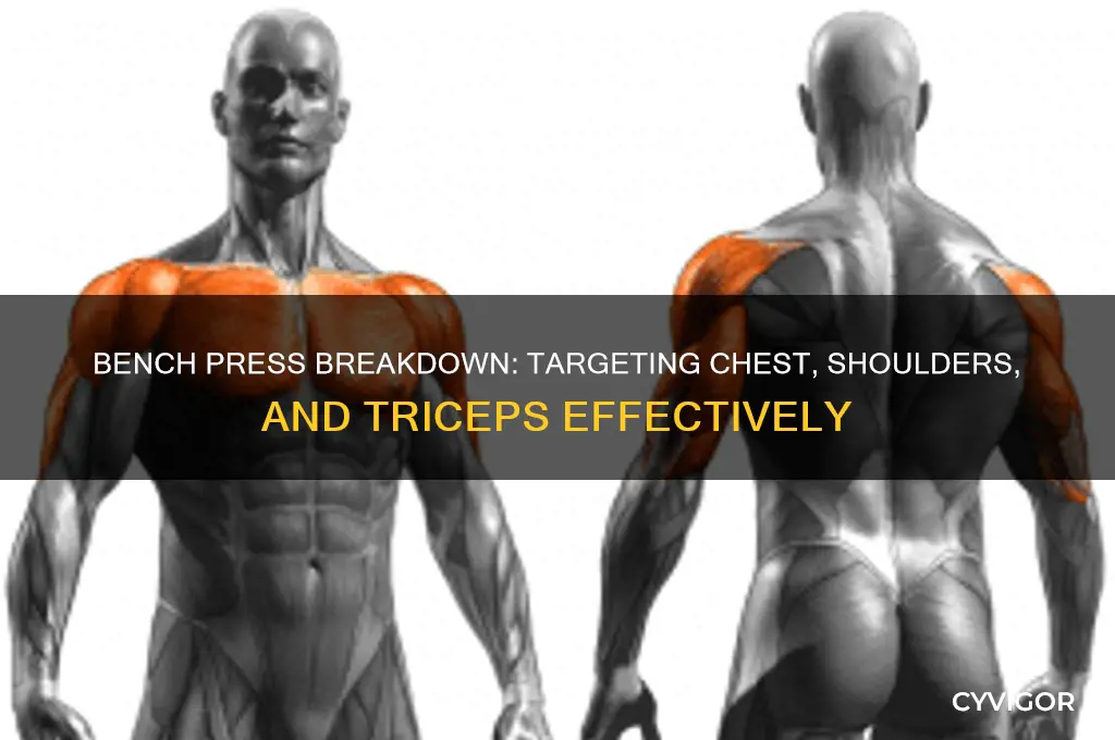 what muscle group is bench press