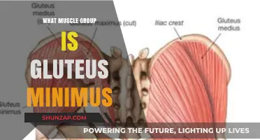 Understanding the Gluteus Minimus: Function, Location, and Muscle Group