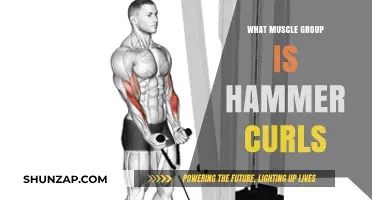 Hammer Curls: Targeting Forearms, Biceps, and Brachialis Muscles Effectively