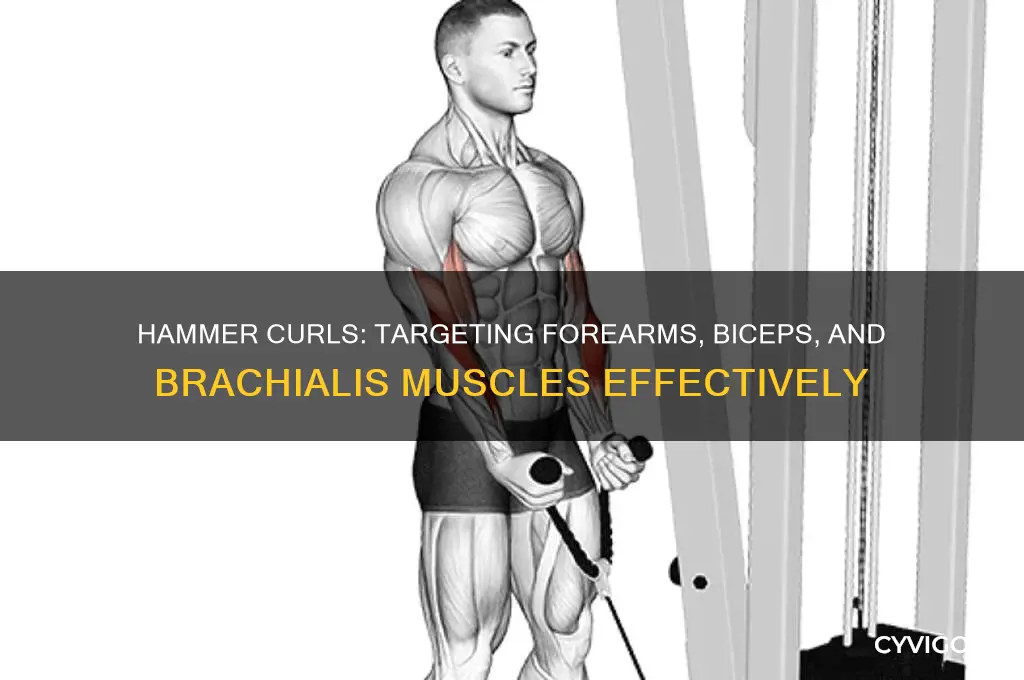 what muscle group is hammer curls