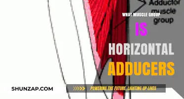 Understanding Horizontal Adductors: Key Muscle Group Functions and Benefits