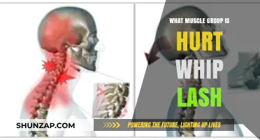Whiplash Injury: Understanding the Affected Muscle Groups and Recovery