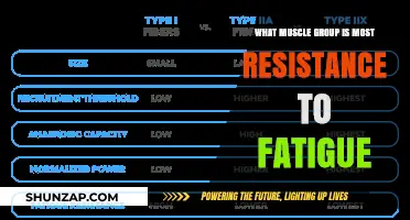 Unraveling the Muscle Group Most Resistant to Fatigue: Science Explained