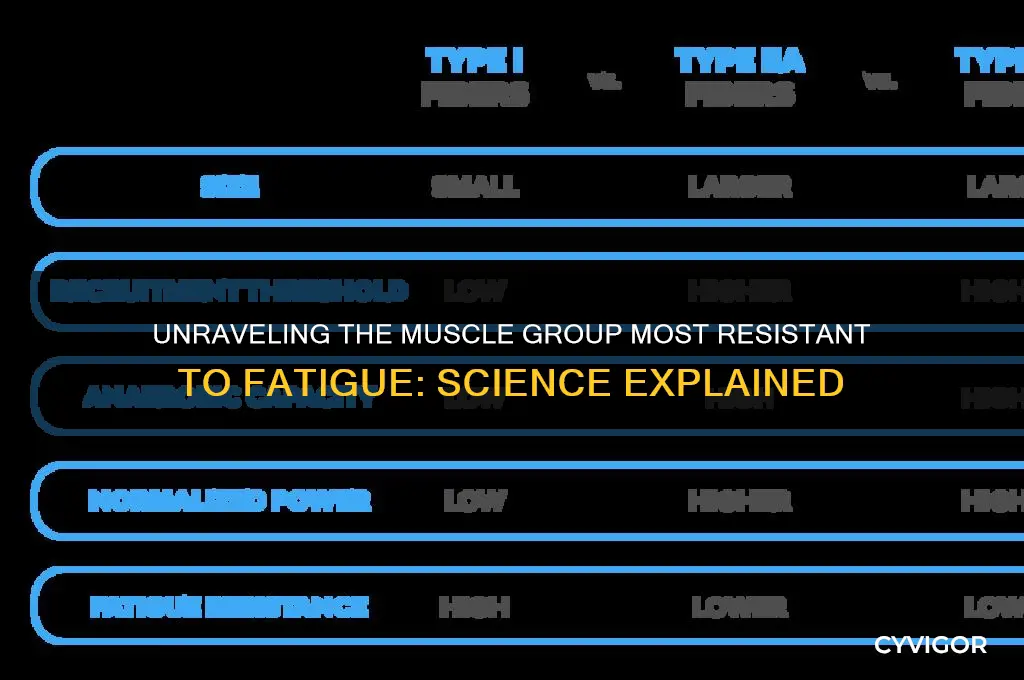 what muscle group is most resistance to fatigue