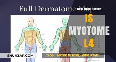 Understanding Myotome L4: Targeted Muscle Groups and Their Functions